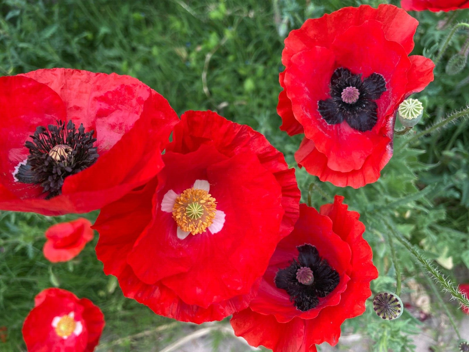 500+ Pcs California Heirloom Multi Red Color Corn Poppy Flower Seeds Poppy Seeds