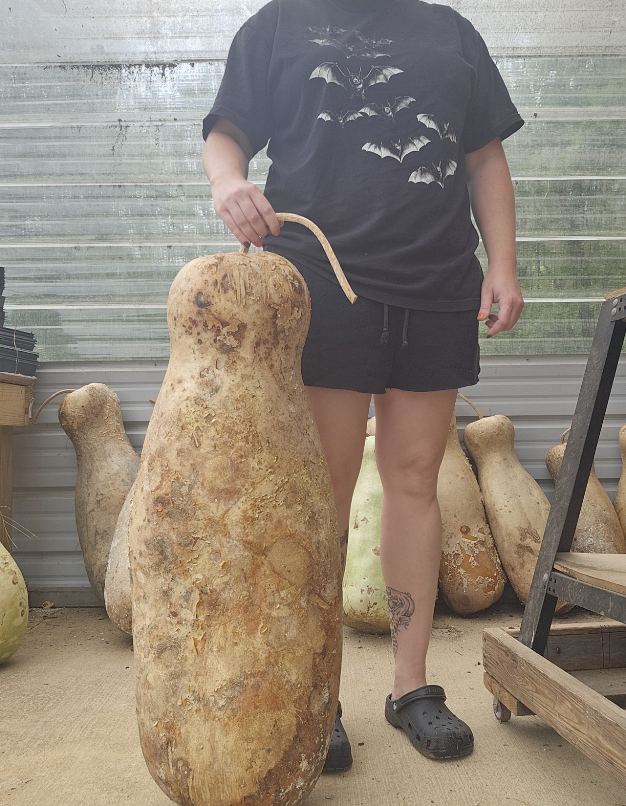 Giant Zucca Gourd Seeds