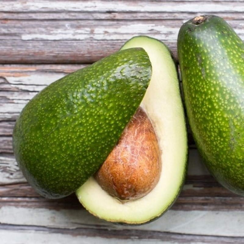 Grafted Zutano Avocado (Persea americana) Live Fruit Tree (10in-2ft)