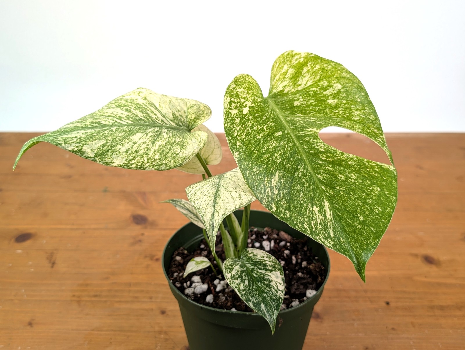 Monstera Mint