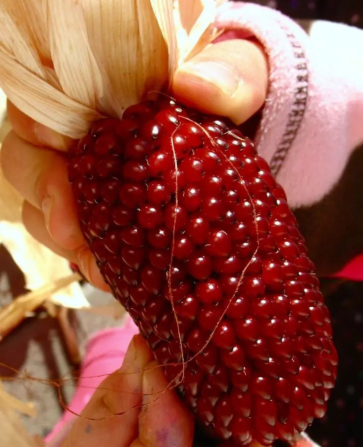 120+ STRAWBERRY RUBY CORN SEEDS – POPCORN – SWEET — HEIRLOOM — ORGANIC — RARE