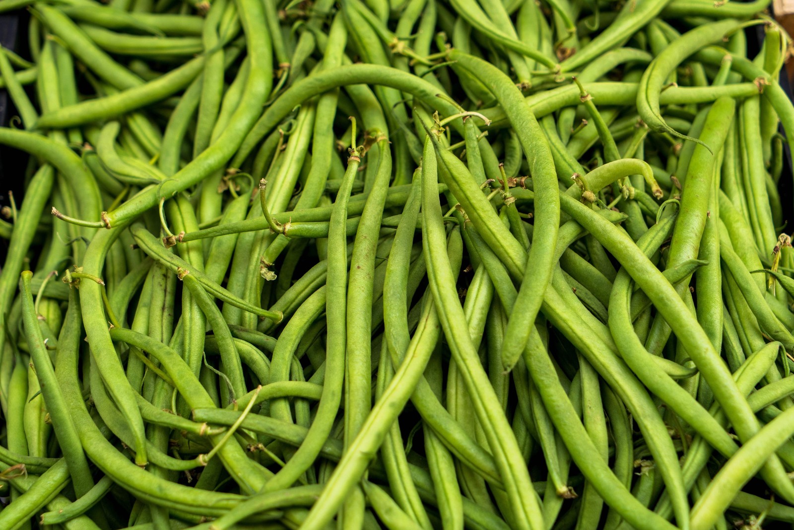 50 FRENCH Blue Lake POLE BEAN Phaseolus Vulgaris Vegetable Seeds