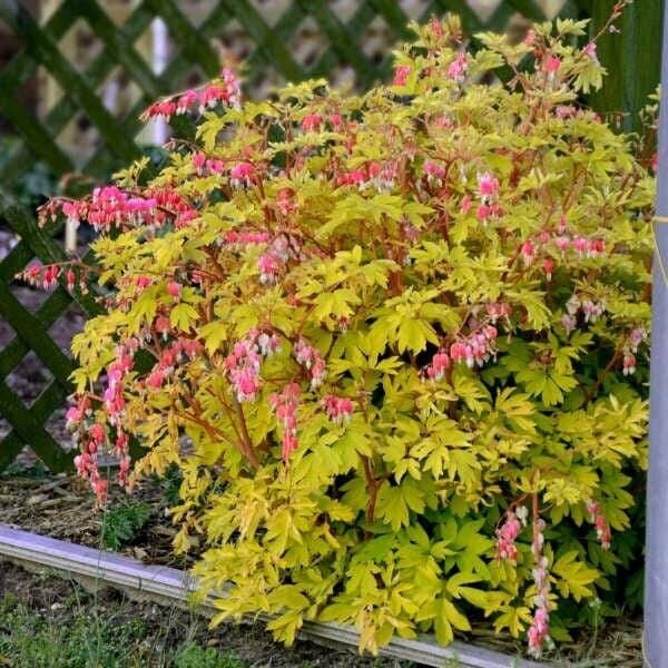 GOLDEN HEART Dicentra / Bleeding Heart (Dormant Bare Root 2/3 Eyes) – US Seller