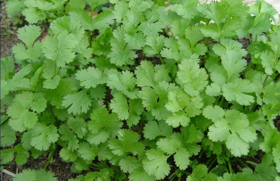 100+ Cilantro/Coriander Seeds Heirloom NON-GMO, Fresh Seeds, Slow-Bolting