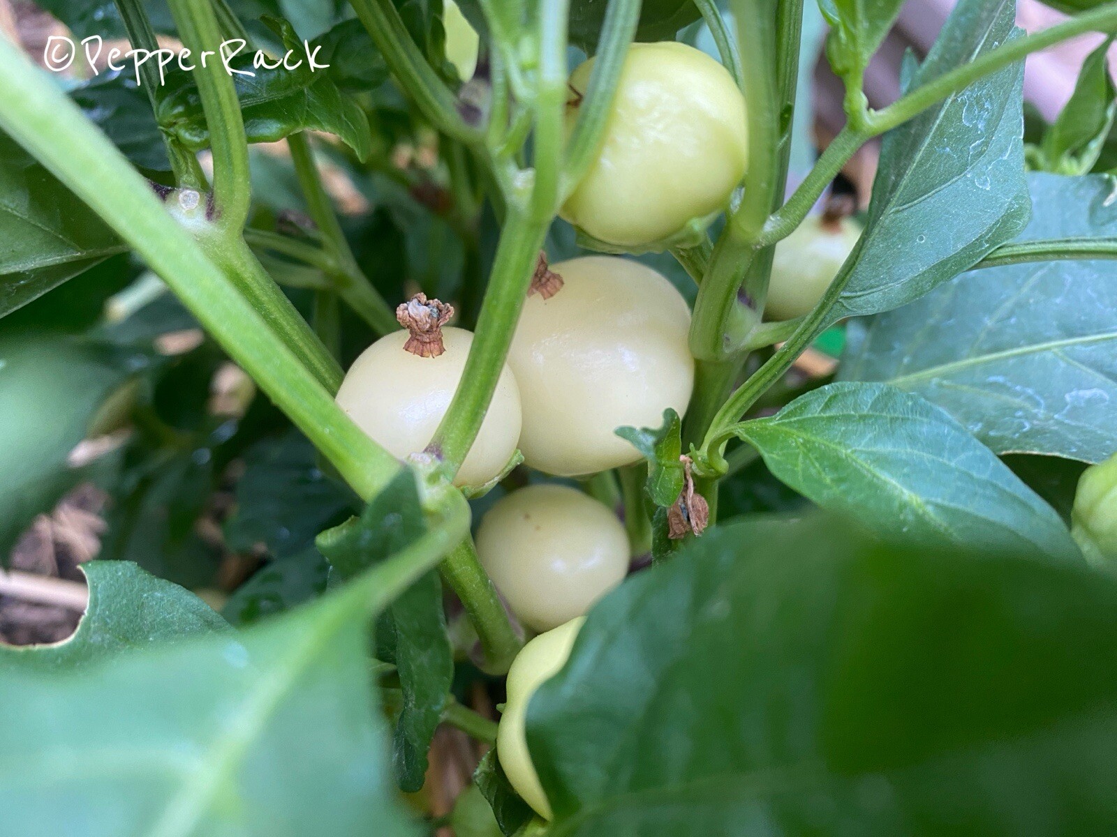 RARE✿ NEW! Turkish Heirloom Biberiye Hot Pepper 15 Seeds ● Great for Pickling