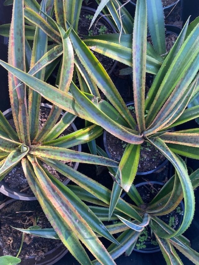 PINEAPPLE PUNCH (MANFREDA X AGAVE HYBRID) MATURE PLANT