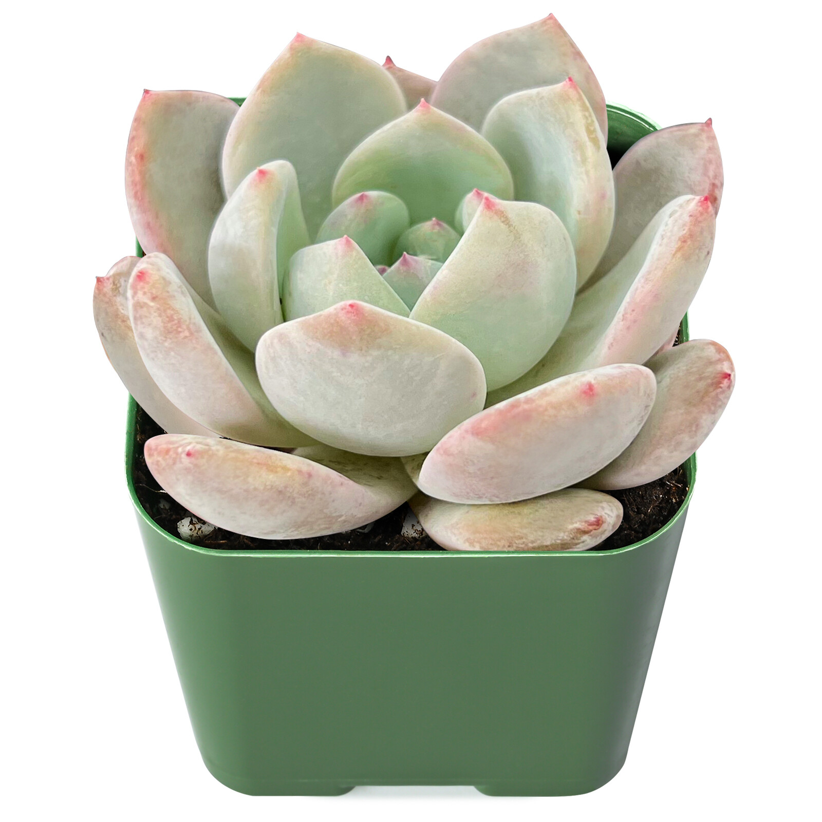 Live Fresh Rosette Echeveria Snow Angel Plant, Fully Rooted in 2 inch Plant Pot