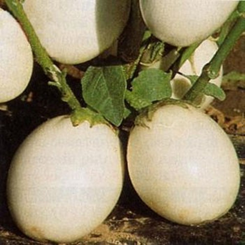 Ornamental Eggplant – 100 Seeds – Edible – Solanum Melongena