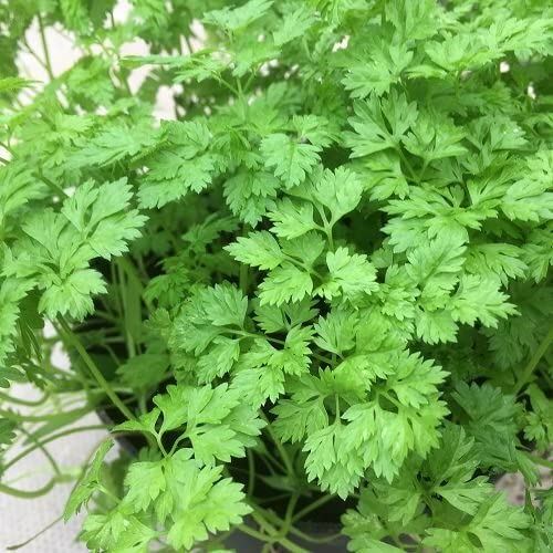 Chervil Seeds ,”COOL BEANS N SPROUTS” Brand. Home Gardening.