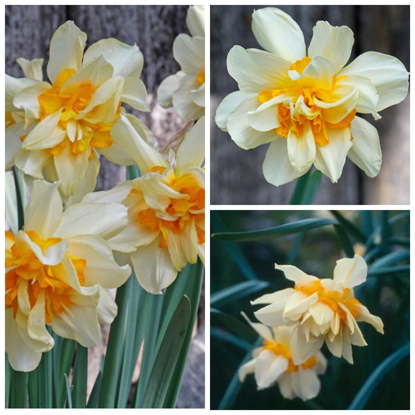 10 Blooming Size Heirloom Orange Phoenix Double Daffodil Bulbs