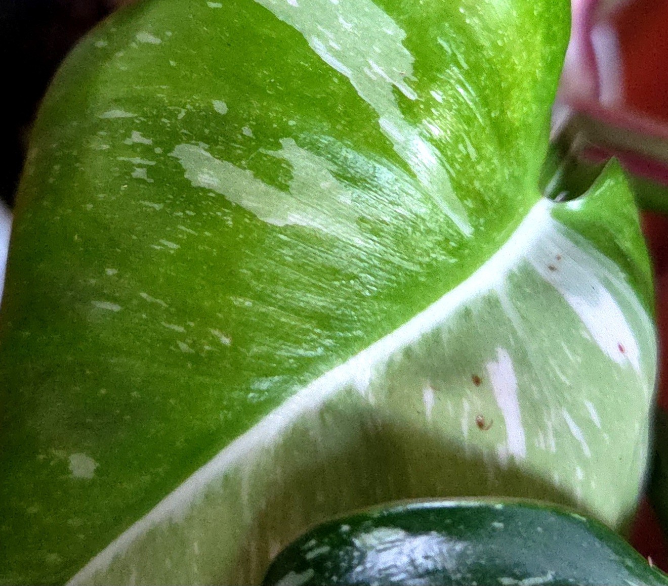 Rare Philodendron White Princess Tricolor Galaxy 11″ Tall Not Aroid Anthurium