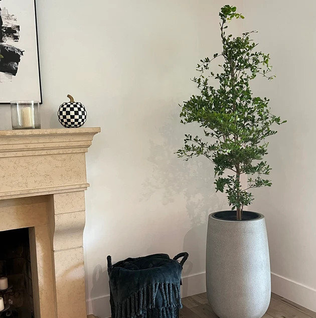 Black Olive Tree Plant Live Shady Lady Bucida Buceras Fast Grow 1 Gal Pot 1-2 Ft