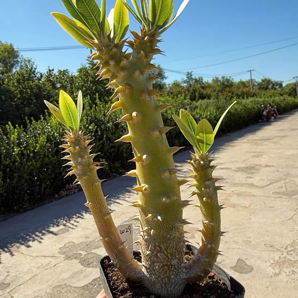 Pachypodium densiflorum Rare Caudex Succulent Exact Plant