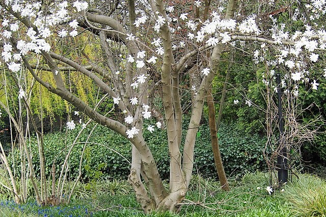 Magnolia stellata | Star Magnolia | 10 Seeds
