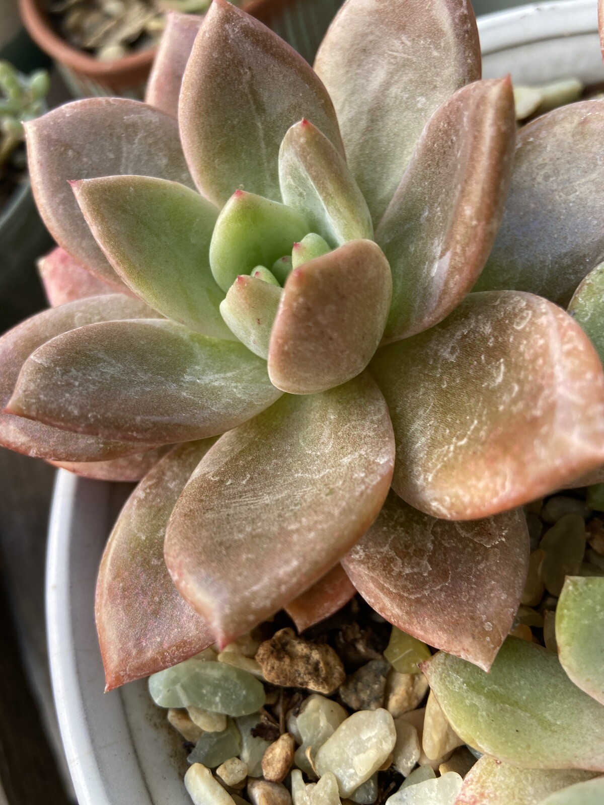 Echeveria Pink Champagne