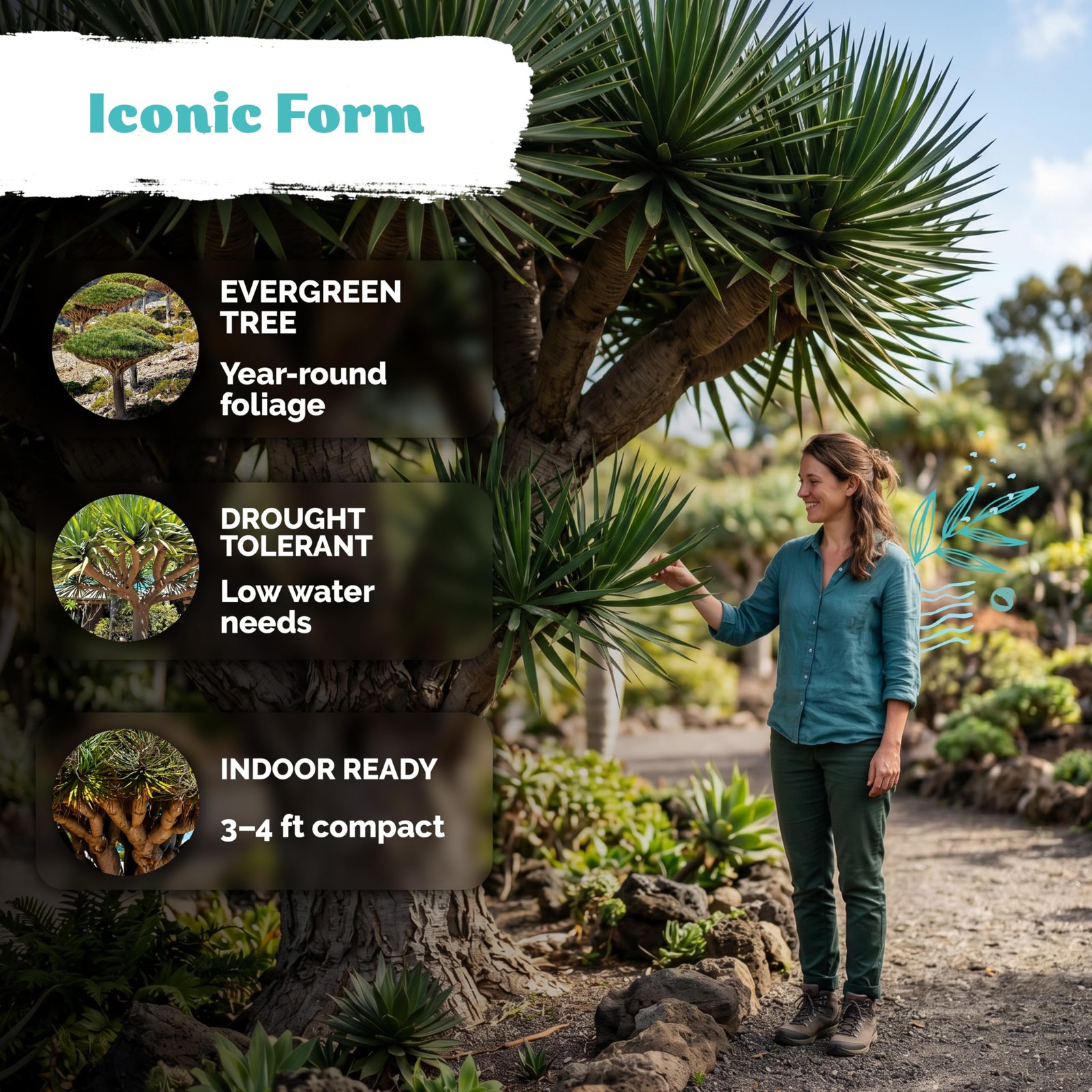 KVITER 10 Dragon Tree Seeds (Dracaena Draco)