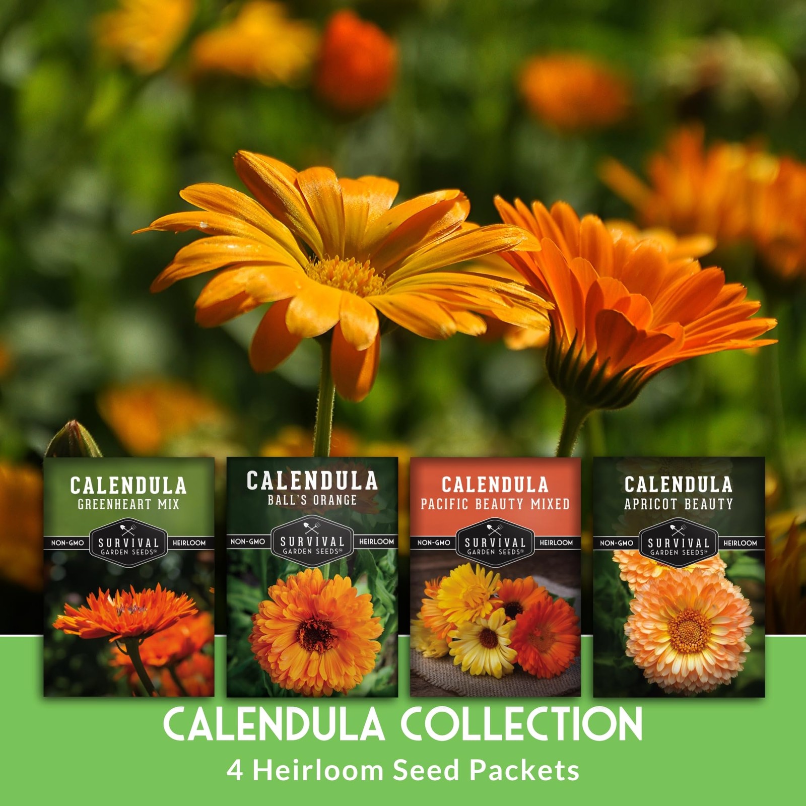 Calendula Seeds for Planting – 4 Pack Mix | Pacific Beauty, Multicolor