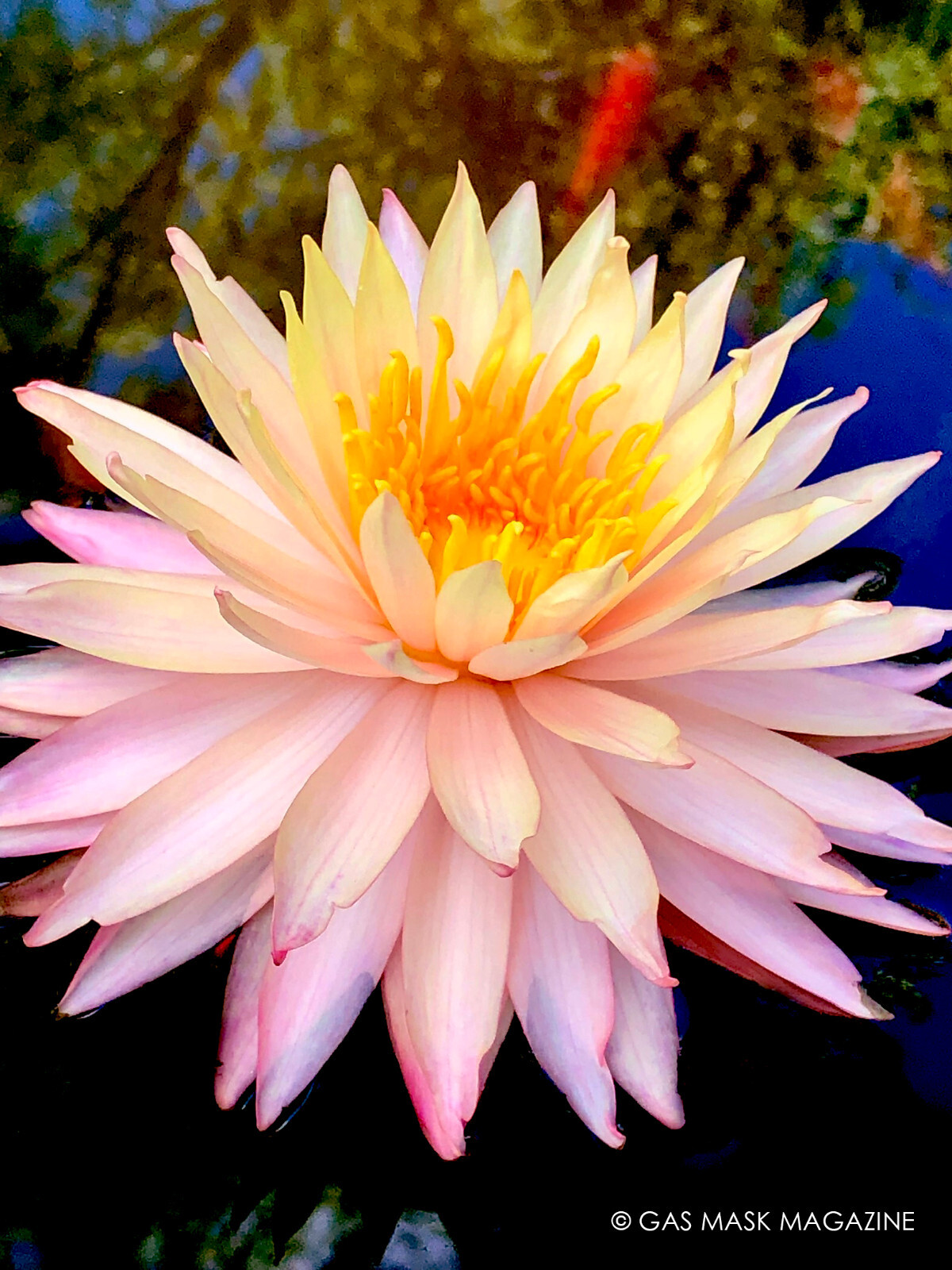 RARE! Light Pink, Sun Spark, Hardy Water Lily Tuber (Live Plant)