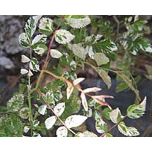 Rare Rambler Memorial Rose ‘Curiosity’ Rosa Wichurana Variegata 5 Cuttings