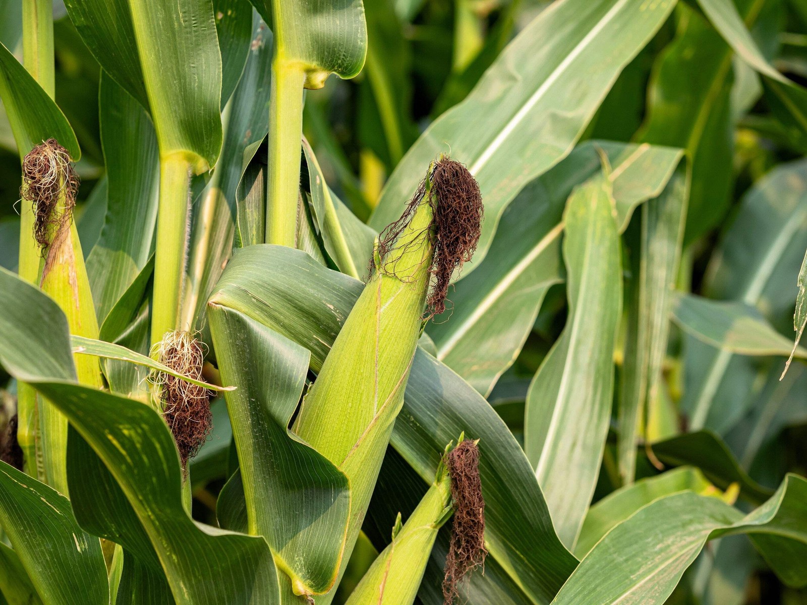 60 YELLOW CORN EARLY ‘XTRA SWEET’ Zea Mays Vegetable Seeds *Flat S/H