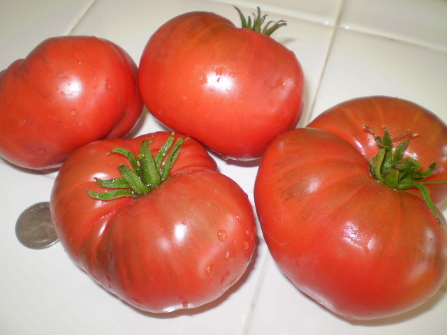 Barlow Jap tomato seeds non-gmo heirloom open pollinated SUPER DELICIOUS 25