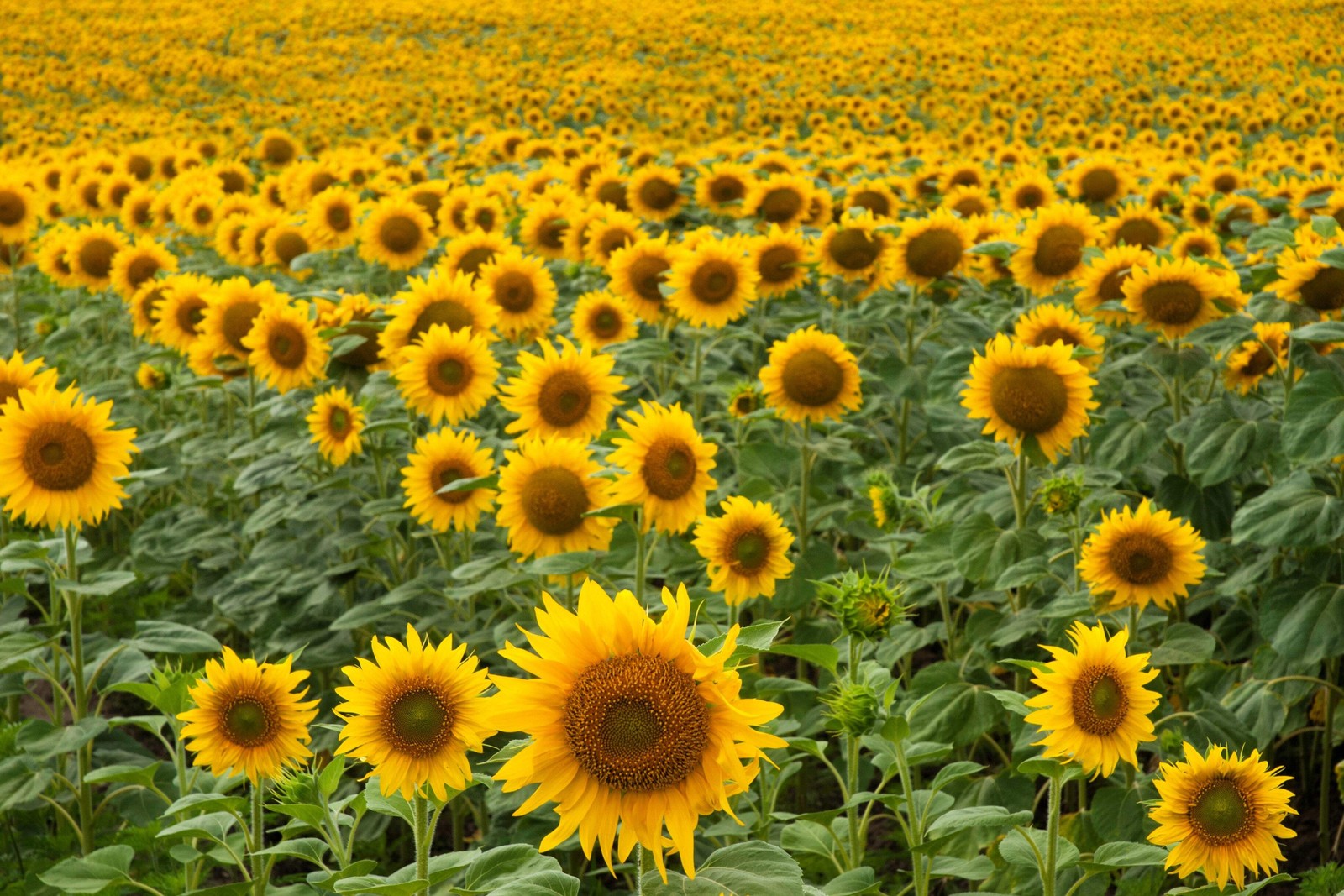 50 HOPI COMMON SUNFLOWER Helianthus Annuus Flower Seeds