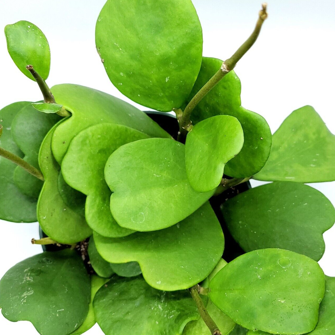 Hoya Kerri Wax Plant 4″ Pot 3 to 4 leaves with soil – Ships from California