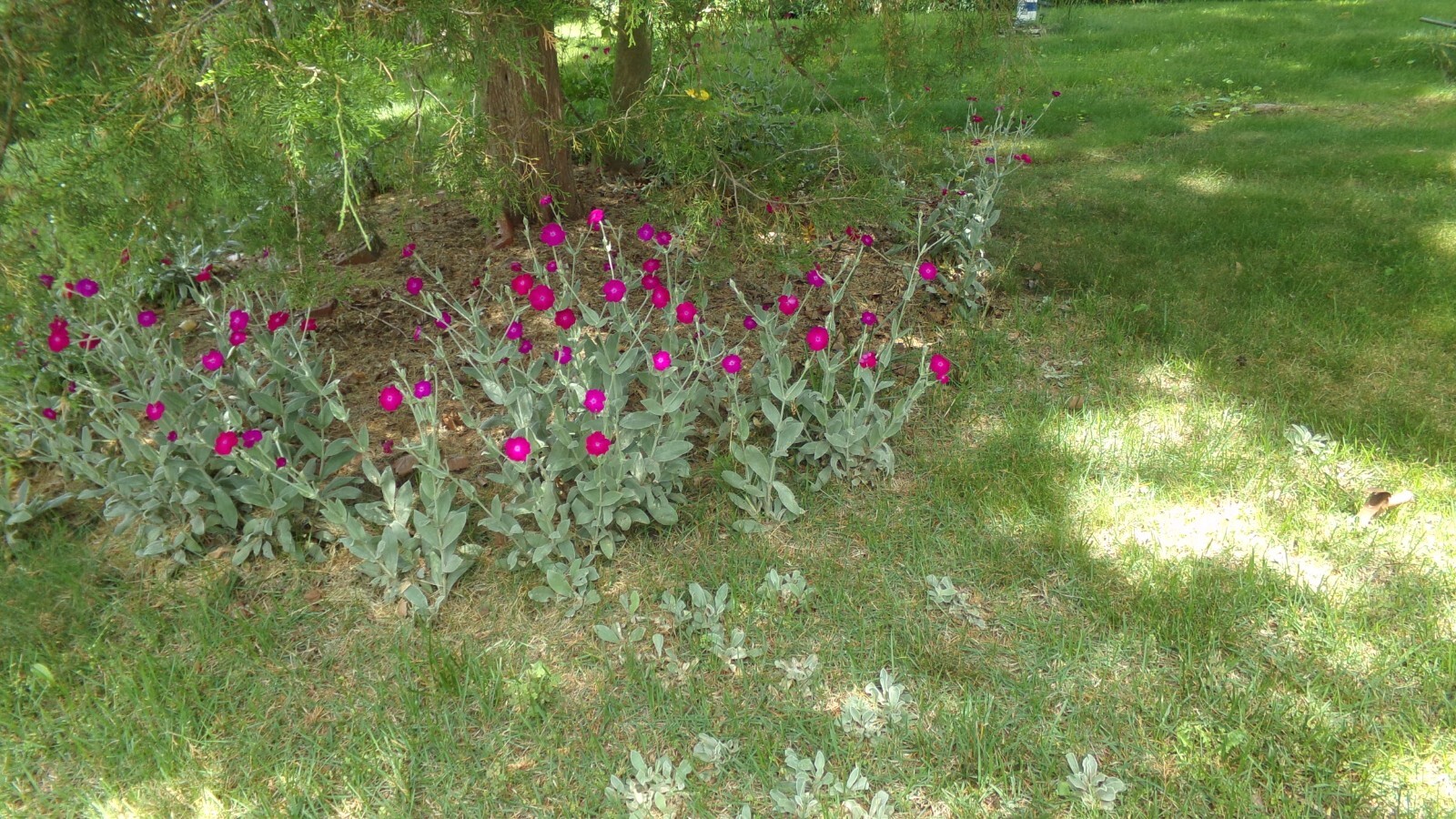 LAMBS EAR Wildflower Perennial MANGENTA Purple RED Flowering Live Plant 🌸