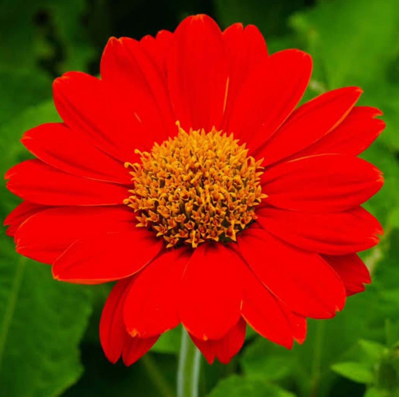 Organic Orange Mexican Sunflower Seeds