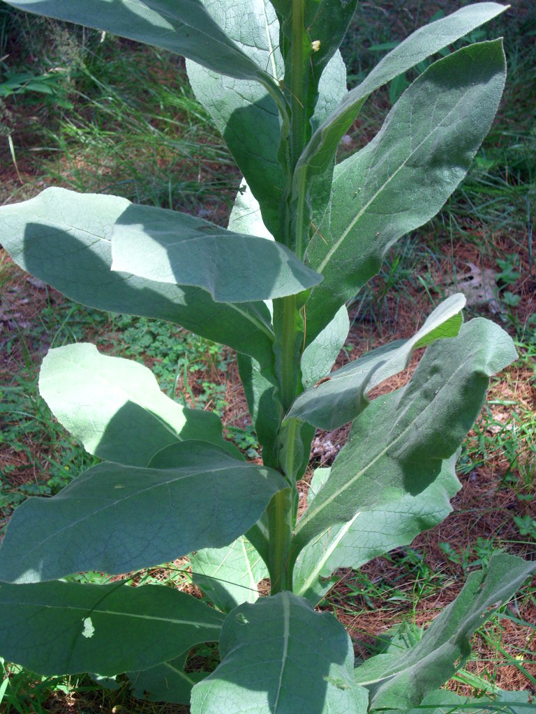 50 GREAT MULLEIN SEEEDS ( Verbascum thapsus ) – up to a 5+ foot tall flower