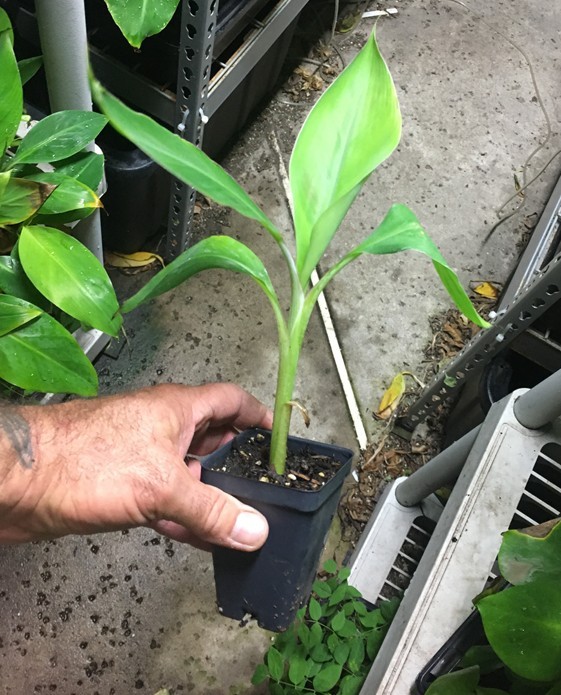Dwarf Brazilian Banana Plant – Hawaiian Apple Banana – Live Plant
