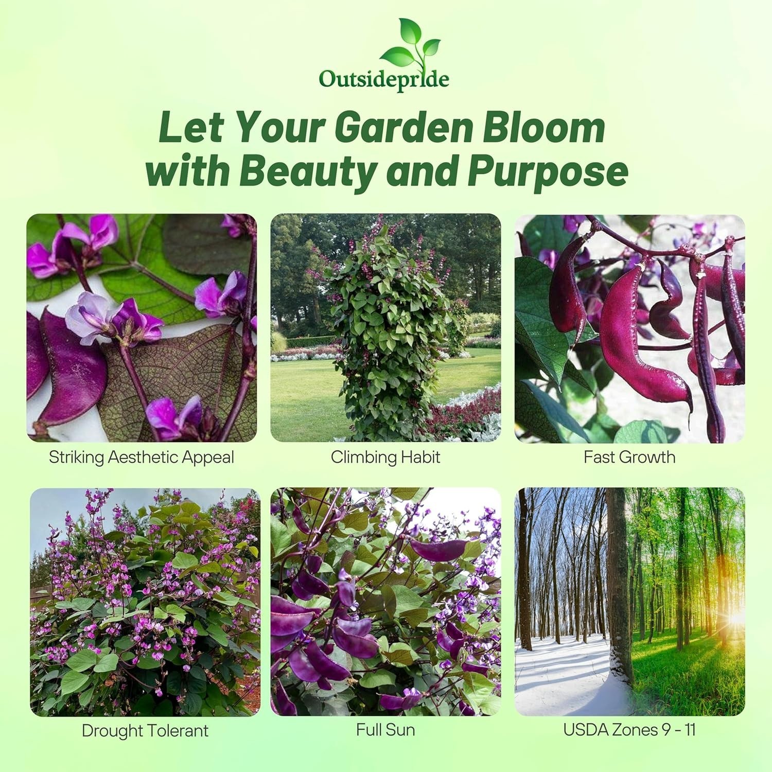 Vibrant Red Hyacinth Beans – 100 Seeds for Sunlit Gardens, Attracts Pollinators