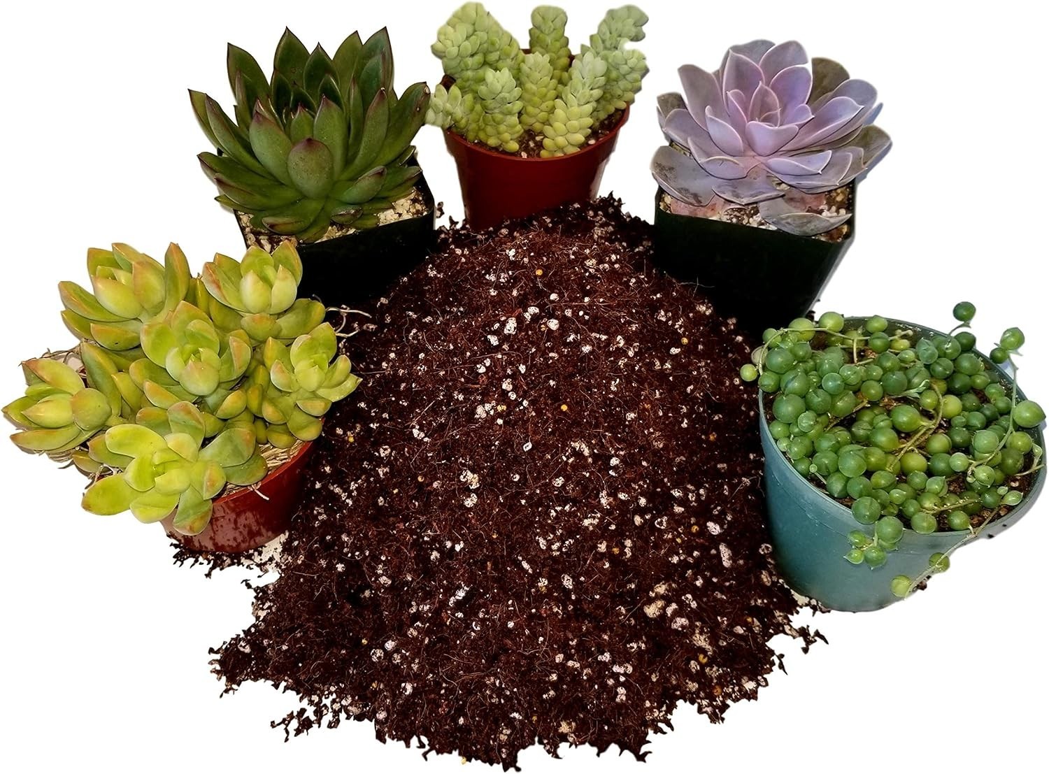 Succulent Potting Mix with Natural Fertilizer – 2 Gallons