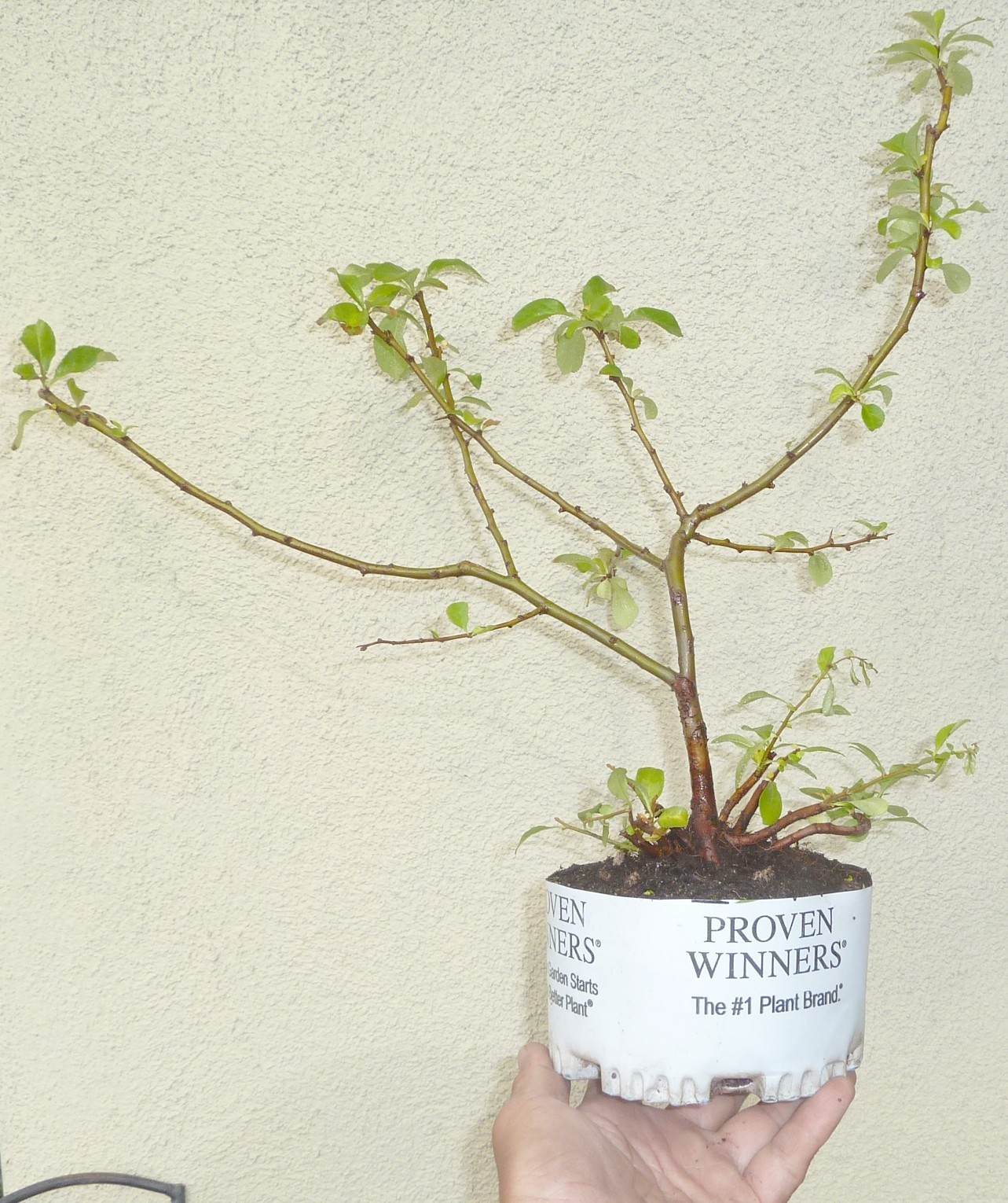 Chaenomeles Cameo Japanese Flowering Quince Pre Bonsai Dwarf Shohin Flowers