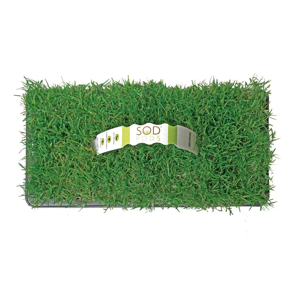 Bermuda Grass Plugs (32-Count) Natural, Affordable Lawn Improvement
