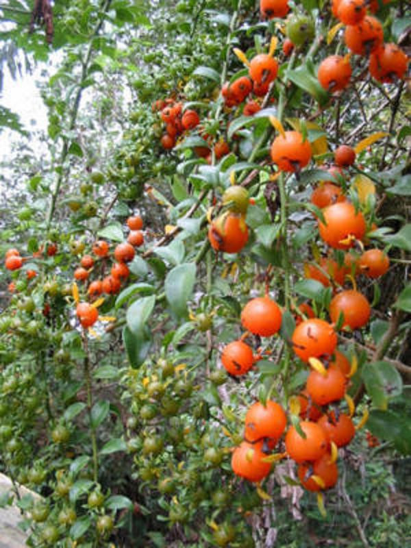 Pereskia aculeata SEED Barbados gooseberry rare rose cactus leaf cacti 10 SEEDS