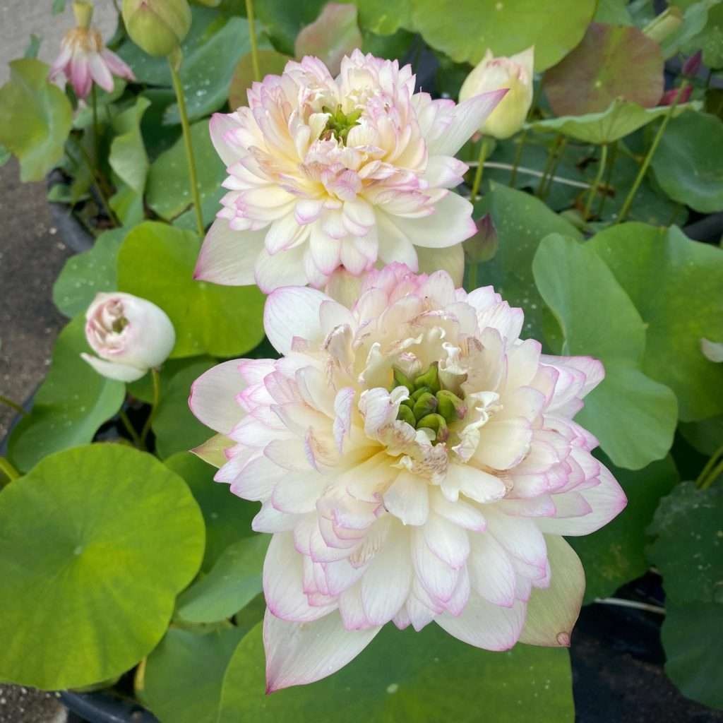 Nanzhao Budda’s Light Live Hardy Lotus Tuber Pond Bog Water Plant Great Bloomer