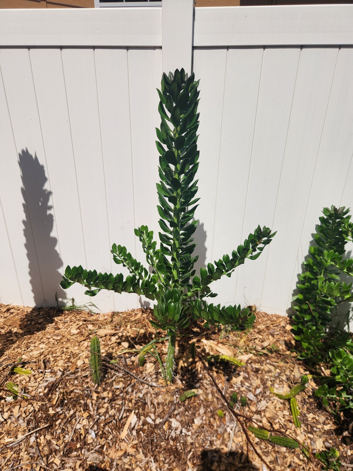 5x GIANT Pereskiopsis. 5″ Cuttings. Grows 15 ‘+ And Thicker than Soda Can. HUGE