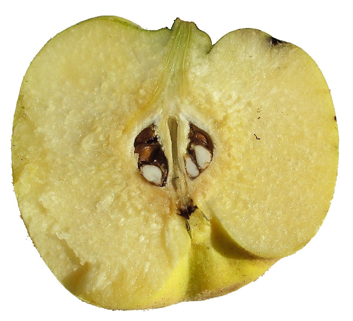 30-40” tall Cydonia Provence Quince rooted 1-2 year old plant