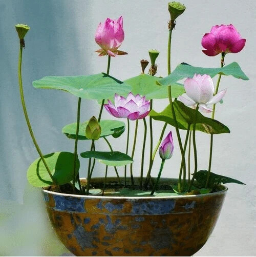 Nurture Tranquility with 10pcs Bowl Lotus Seeds A Serene Marvel for Your Indoor