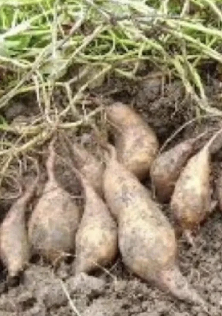 10 White Sweet potato Slips / Cuttings / Asian White Sweet Potato Plants / Khoai