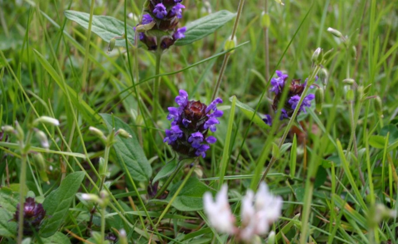1000 Allheal Seeds – Prunella vulgaris – Medicinal Herb – Heal All