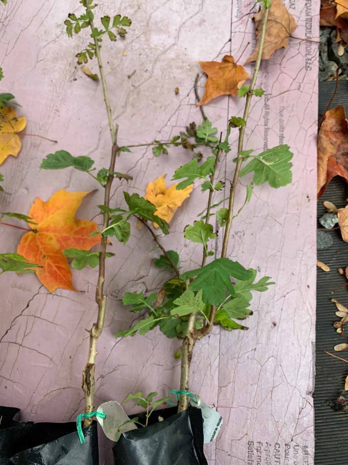 24-36″ tall Golden Girl black hawthorn (Crataegus sp.) 2 year old grafted plant