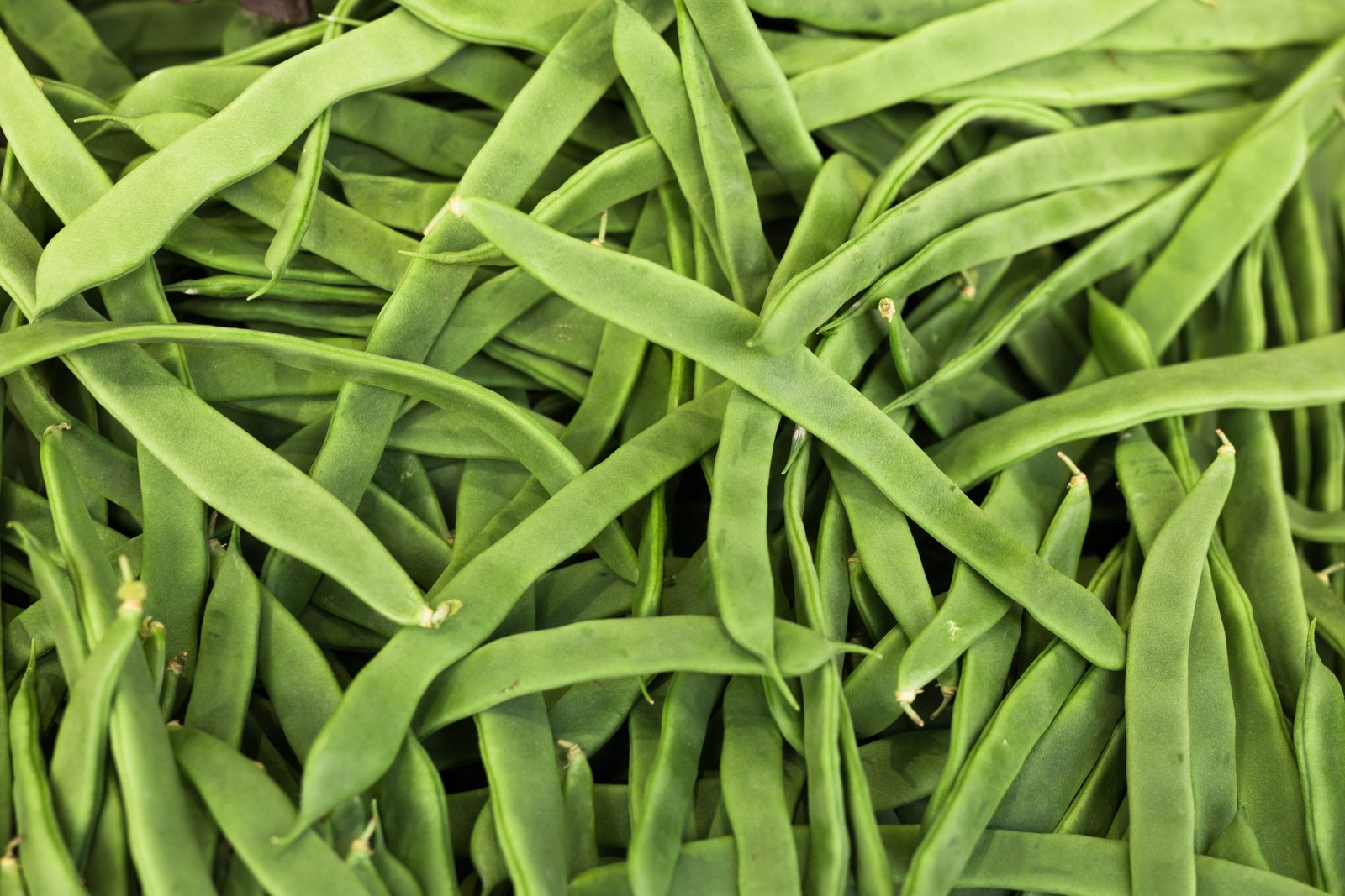 50 ROMA ITALIAN GREEN BEAN Phaseolus Vulgaris Vegetable Seeds *Comb S/H