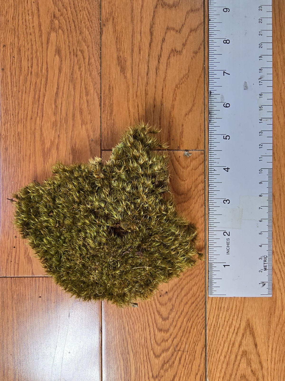 1 Ounce Dried North Carolina Moss Large Specimen Natural Craft Terrarium Floral