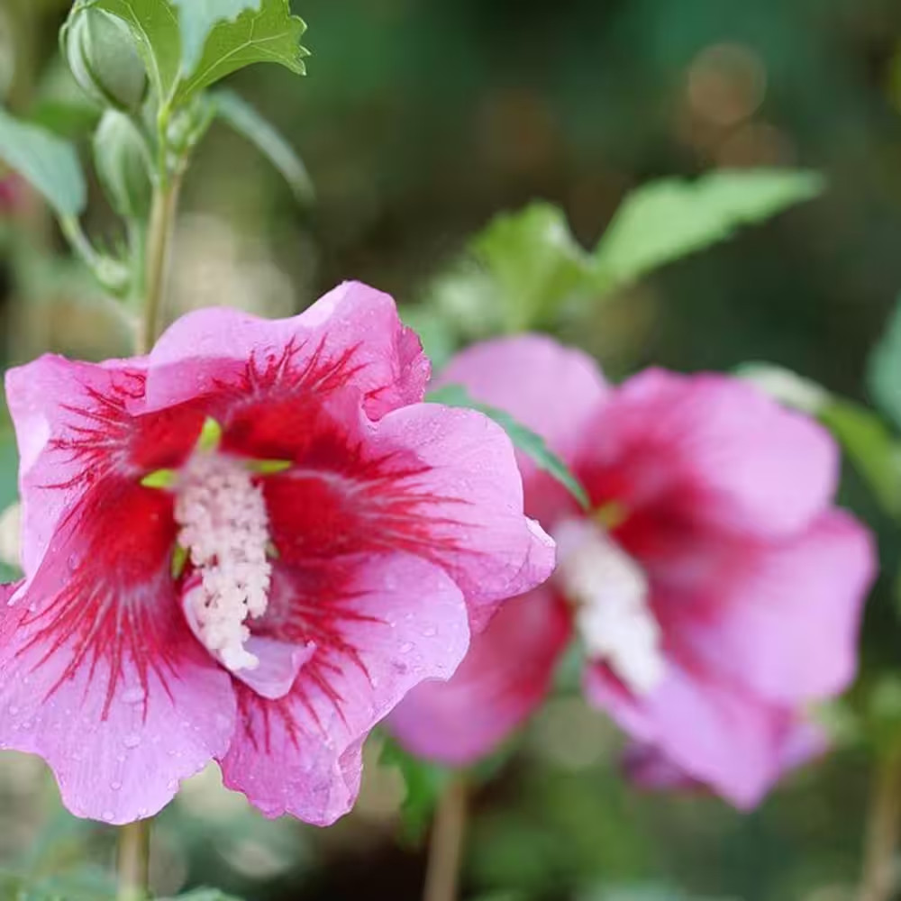 2 Gal. Red Pillar Rose of Sharon (Hibiscus) Shrub with Dark Pink Flowers with Re