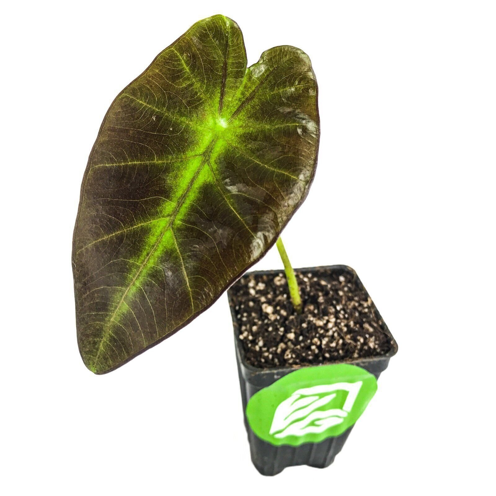 Black Beauty Elephant Ear – Colocasia antiquorum – Live Plant