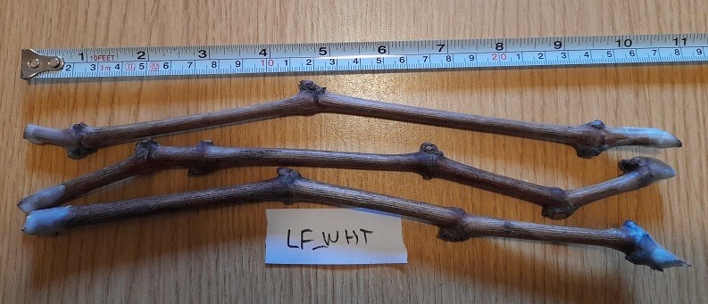 GRAPE “LADYFINGERS WHTIE” 3 grape vines cuttings