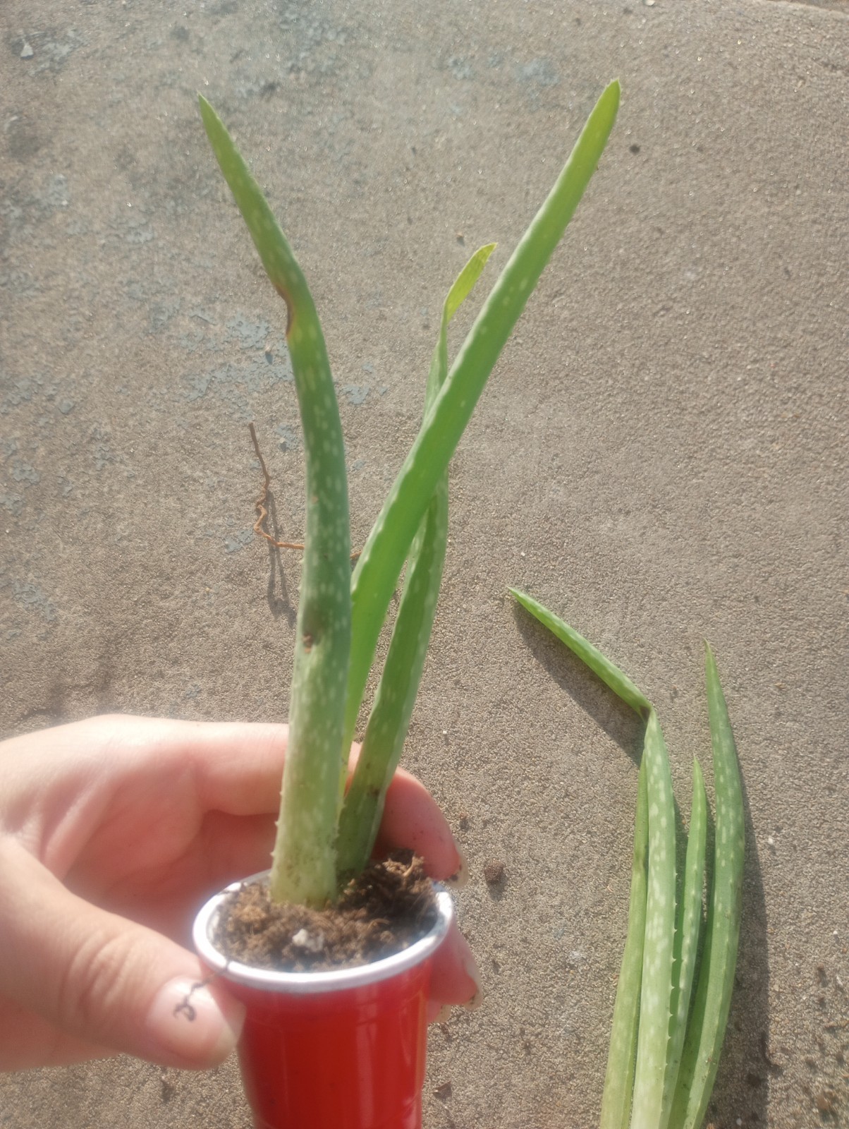 Aloe Vera Succulent One per pack Ships in cup and soil organic medicinal plany