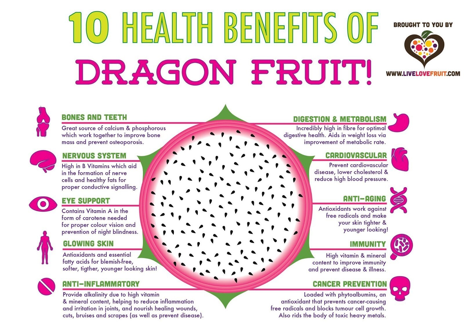 Self Fertile Dragon Fruit plant well rooted – American Beauty